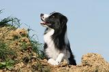 BORDER COLLIE 558